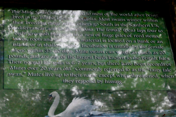 Royal White Mute Swan information